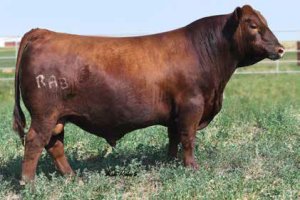 Photo of Red Angus AI Sire Bieber CL Energize F121