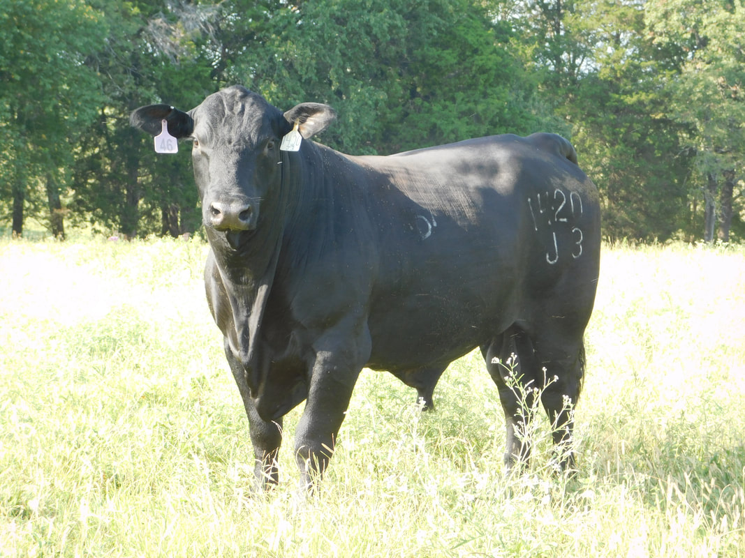 Photo of Jorgensen Angus Service Sires at Eagle Island Ranch