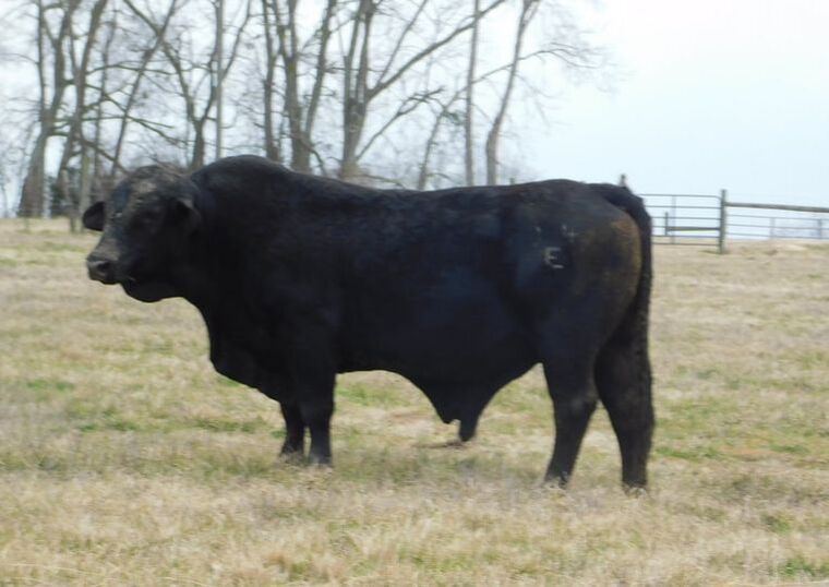 Photo of Jorgensen Angus Service Sires at Eagle Island Ranch
